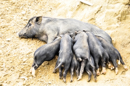 Mom pig with babiesの写真素材