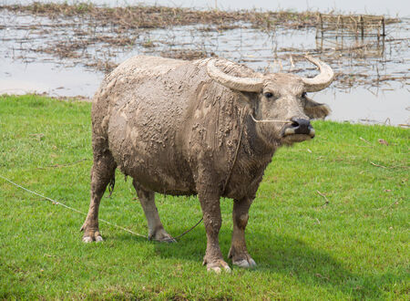Buffalo on the green gressの写真素材