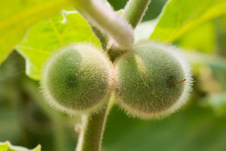 Green Solanum Torvum Sw on the treeの写真素材