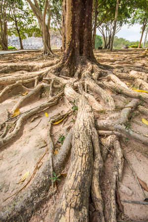 Tree roots in the parkの写真素材
