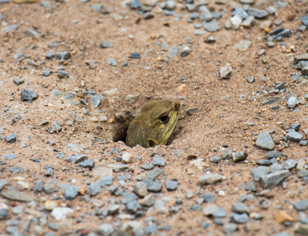 Butterfly lizard in the holeの写真素材