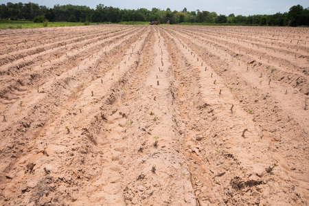Cultivated area of Cassava in Thailandの写真素材