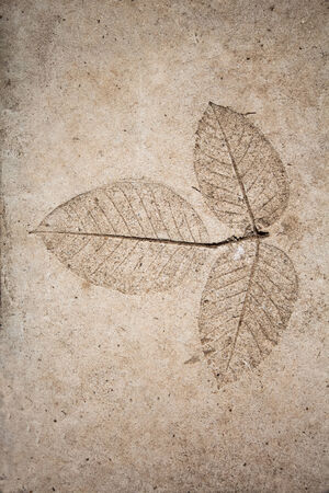 Low relief leaf on cementの写真素材