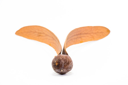 Dipterocarpus turbinatus isolate   The winged seed, blowing in the windの写真素材