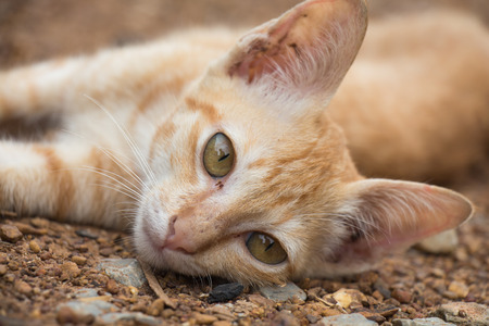 Cat lying on the ground の写真素材