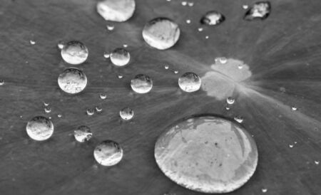 Drops of water on a lotus leaf black and whiteの写真素材