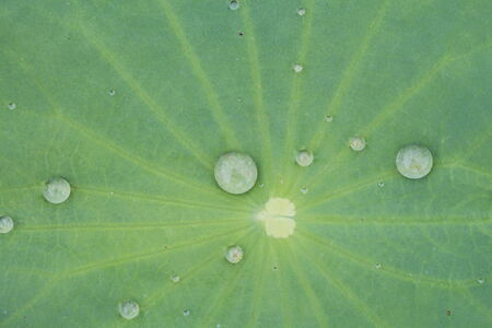 Drops of water on a lotus leafの写真素材