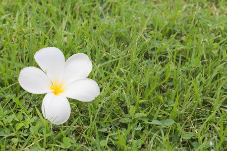 Plumeria  frangipani  flowers on the grassの写真素材
