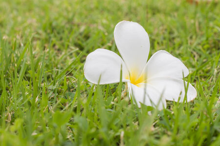 Plumeria  frangipani  flowers on the grassの写真素材