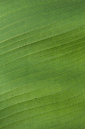 Texture of back light fresh green Leafの写真素材
