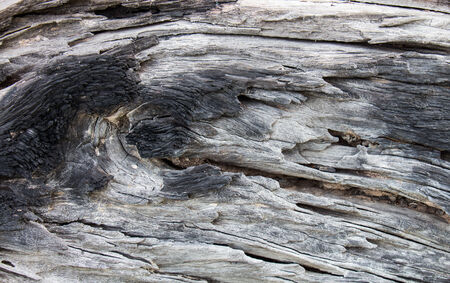 Old wood の写真素材