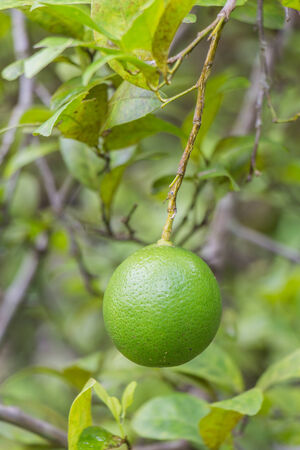 Green lemons hanging on a treeの写真素材