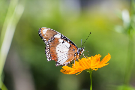 Butterfly perched atop the yellow flowerの写真素材