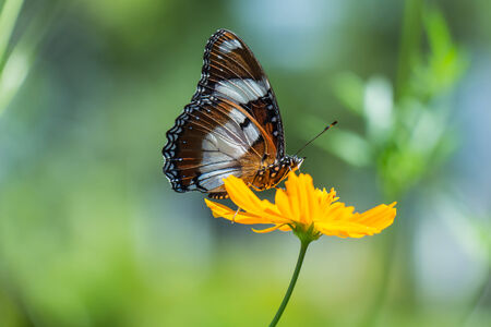 Butterfly perched atop the yellow flowerの写真素材
