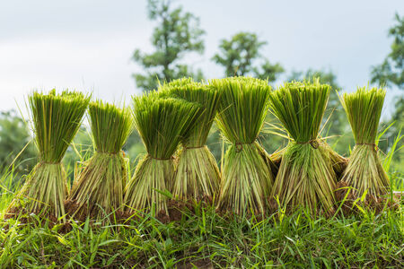Rice seedlings prepared for planting seasonの写真素材