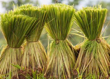 Rice seedlings prepared for planting seasonの写真素材