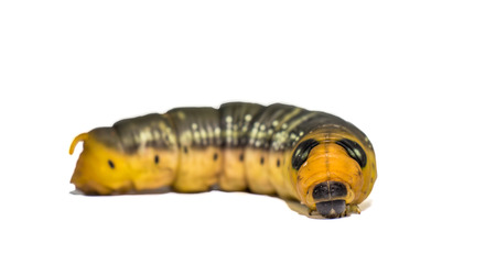 Worm on a white close up の写真素材