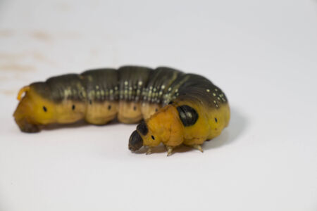 Worm on a white close up の写真素材