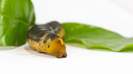 Worm on a white close up の写真素材