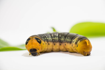 Worm on a white close up の写真素材