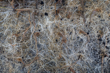 Root of rice seedlings  backgroundの写真素材