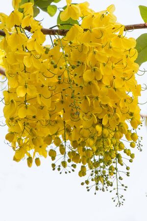 Beautiful golden shower flower to bloom during the summerの写真素材