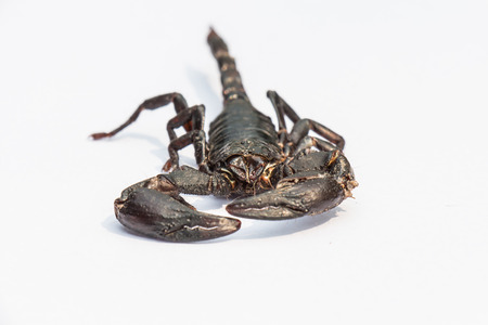 black scorpion on white background