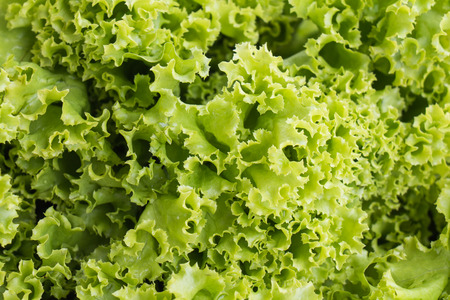 Serve with salad greens for saladsの写真素材