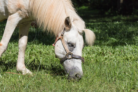 White horse eating grassの写真素材