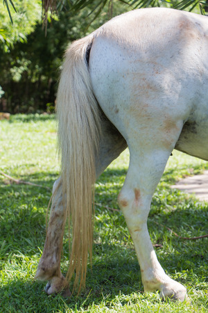 Tail and testicle of white horseの写真素材