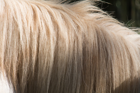 Coat of white horseの写真素材