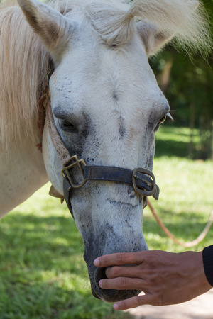 Feral white horses allowed to touch the headの写真素材