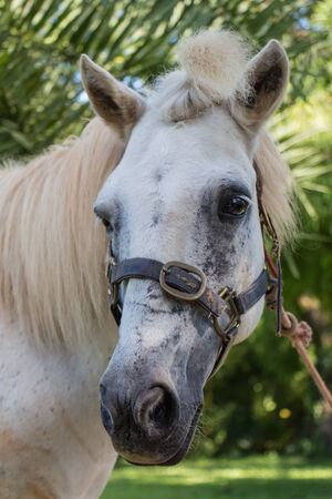 beautiful white horseの写真素材