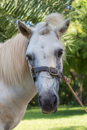 beautiful white horseの写真素材