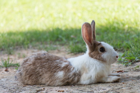 Rabbits in the meadow on the  green grass.の写真素材