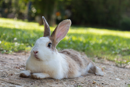 Rabbits in the meadow on the  green grass.の写真素材