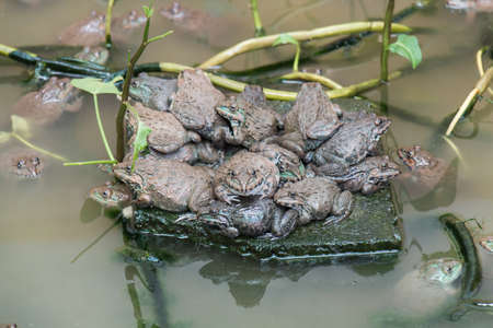Frog cultured in tanks awaiting sale