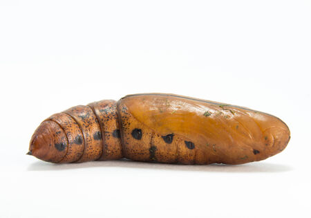 The transformation from caterpillar larvae. And growing a butterflyの写真素材