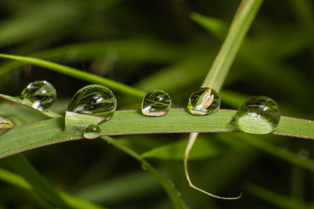 Drop water in the morning nature backgroundの写真素材