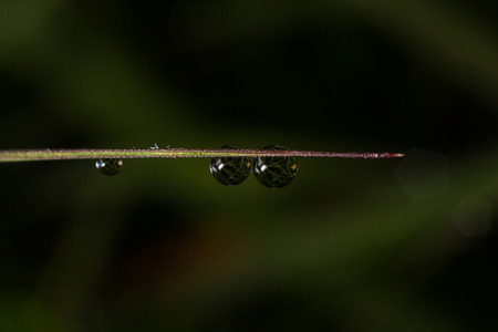 Drop water in the morning nature backgroundの写真素材