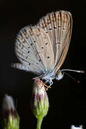 Butterfly in black backgroundの写真素材