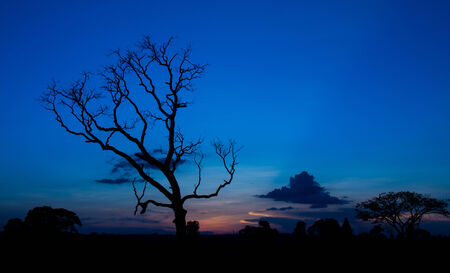 Sunset With Silhouette Of Lonely Treeの写真素材