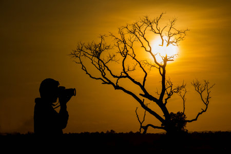 silhouette of photographer taking picture of tree dead dry during sunsetの写真素材