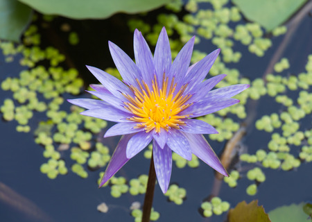 beautiful violet lotus flowerの写真素材