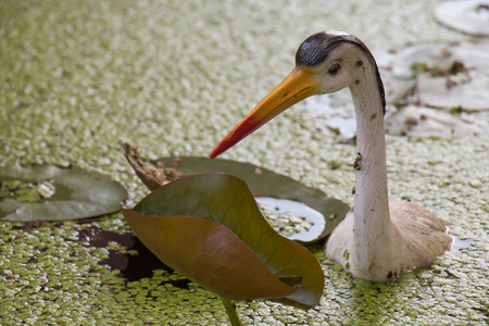 Flamingos (Model )are searching feed in the waterの写真素材