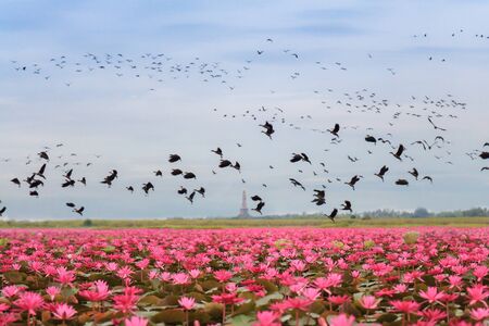 Worlds Strangest Lakes talay bua dank and birdの写真素材