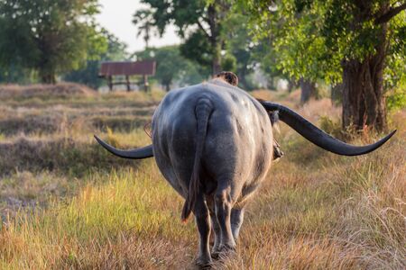 Buffalo had a long horn evening walking homeの写真素材