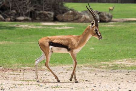 thomson's gazelle walking on the fieldの写真素材