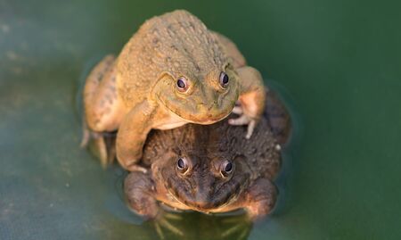 Frog breeding pond for sale.の写真素材