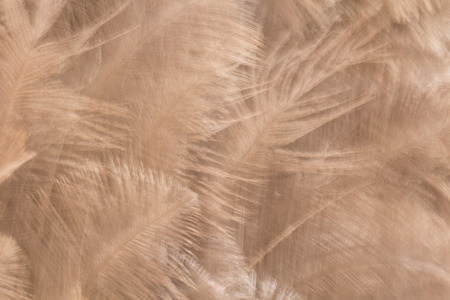 Brown feather of bird for background blur imageの写真素材